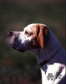Pedigree MACHO DELLA CISA Pedigree MACHO DELLA CISA